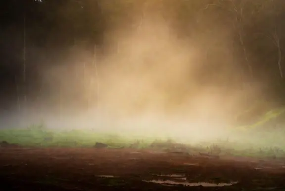 Madagascar Rainforest